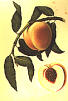 Piersica